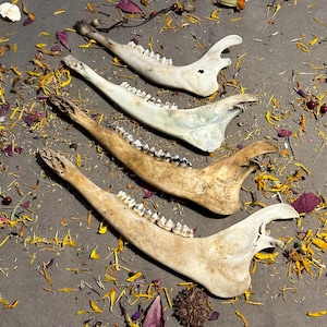 Lot of 4 Imperfect Deer Jaw Bones. Real Animal Bones. Great For Crafts!