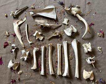 Big box of bones! 22 bones for crafting, bone art, curios, oddities and more!