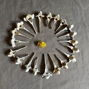 20 Deer Vertebrae! Real Bones!