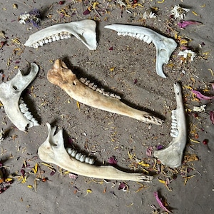 Lot of 6 Imperfect Deer Jaw Bones. Real Animal Bones. Great For Crafts!