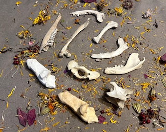10 Piece Lot of Small Bones! For Crafting, Bone Art, Bone Jewelry and More.