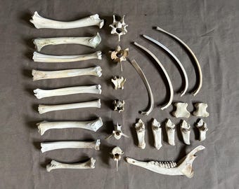 Big box of bones! 27 bones for crafting, bone art, curios, oddities and more!