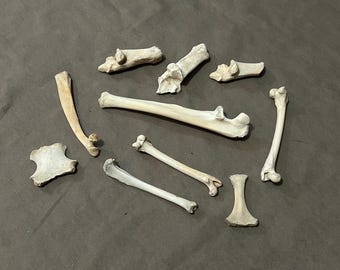 10 Piece Lot of Small Bones! For Crafting, Bone Art, Bone Jewelry and More.