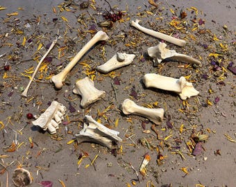10 Piece Lot of Small Bones! For Crafting, Bone Art, Bone Jewelry and More.