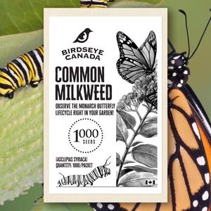 Common Milkweed Seeds, 1,000 per Packet, Monarch Butterfly Caterpillar Food, Perfect Gift for Gardeners, Birdseye Canada, Birthday Present