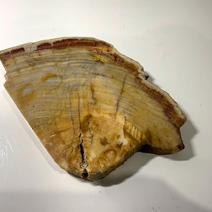 May include: A fan-shaped slice of petrified wood featuring concentric rings and bands of colour in shades of tan, cream, beige, and deep reddish-brown. The surface displays a natural, weathered texture with visible grain patterns and a small crack.