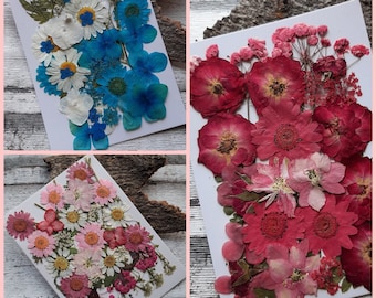 Pressed, dried flowers as a set for your projects, for synthetic resin, epoxy resin, resin, UV resin, gypsophila, hydrangea, roses