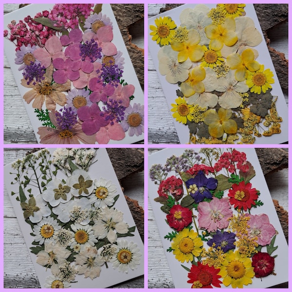 gepresste, getrocknete Blumen als Set für deine Projekte, für Kunstharz, Epoxidharz, Resin, UV-Harz, Schleierkraut, Hortensien, Rosen