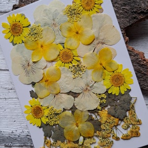 Pressed, dried flowers as a set for your projects, for synthetic resin, epoxy resin, resin, UV resin, gypsophila, hydrangeas, roses image 3