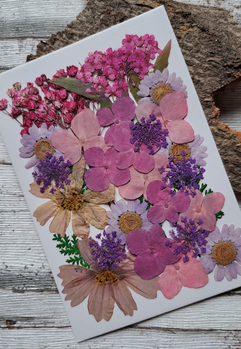 Pressed, dried flowers as a set for your projects, for synthetic resin, epoxy resin, resin, UV resin, gypsophila, hydrangeas, roses image 2