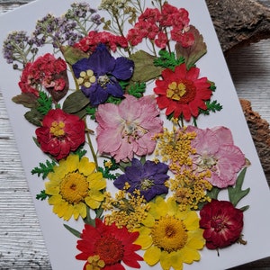 Pressed, dried flowers as a set for your projects, for synthetic resin, epoxy resin, resin, UV resin, gypsophila, hydrangeas, roses image 5