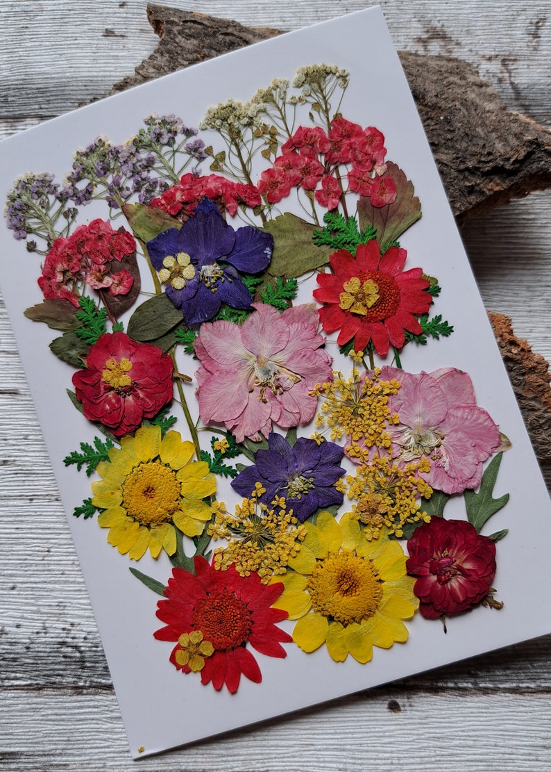 Pressed, dried flowers as a set for your projects, for synthetic resin, epoxy resin, resin, UV resin, gypsophila, hydrangeas, roses image 5