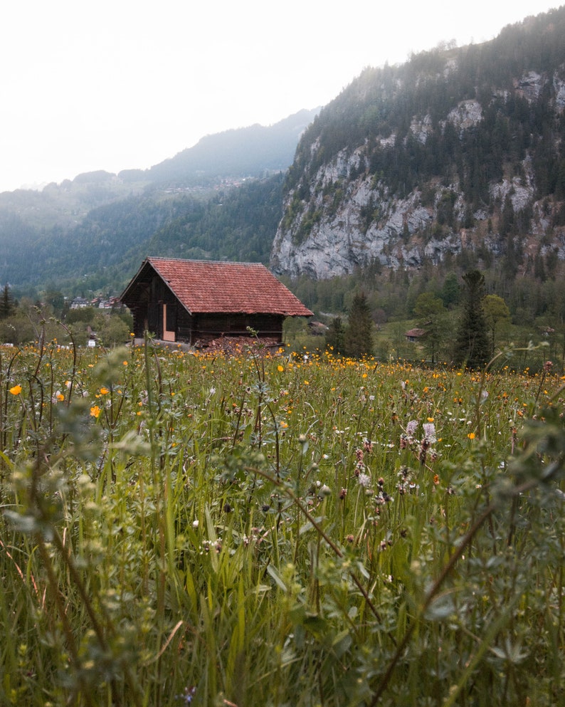 May include: A wooden cabin with a red roof sits in a field of wildflowers against a backdrop of a mountain range.