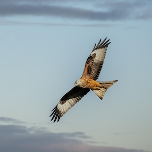 Red kite in flight Print Gift