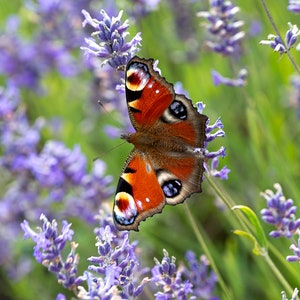 Impressão de arte de parede de borboleta pavão em lavanda