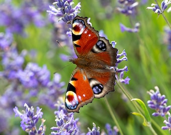 Peacock butterfly on lavender nature wall art print gift