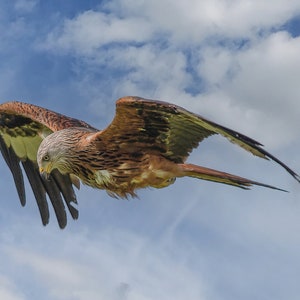 Red Kite in flight Print Gift