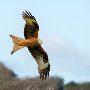 Red Kite in Flight Print Gift