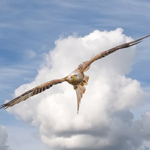 Red kite in flight Print Gift