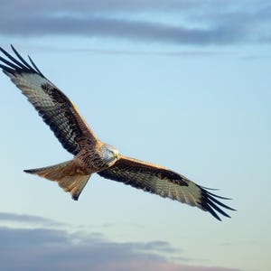 Red kite in flight Print Gift