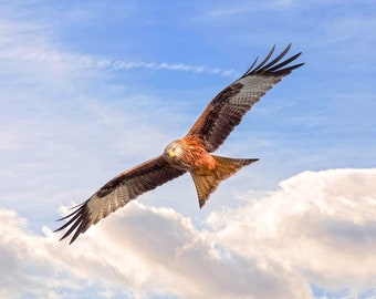 Red Kite in Flight Print Gift