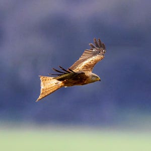 Red Kite in Flight Print Gift