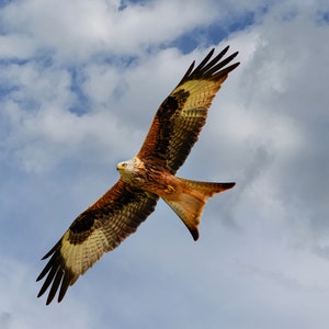 Red kite in flight Print Gift