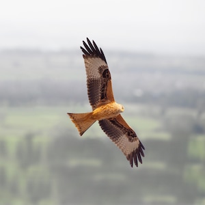 Red Kite in Flight Print Gift Wall art