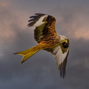 Red Kite in flight Print Gift