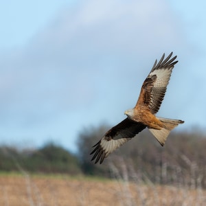 Red Kite in Flight Print Gift