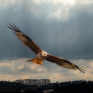 Red Kite in Flight Print Gift