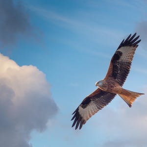 Red kite in flight Print Gift