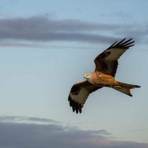 Red kite in flight Print Gift