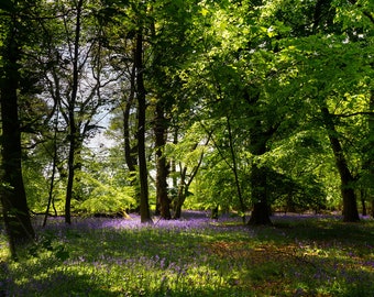 Bluebells in the wood natuur muurkunst print cadeau