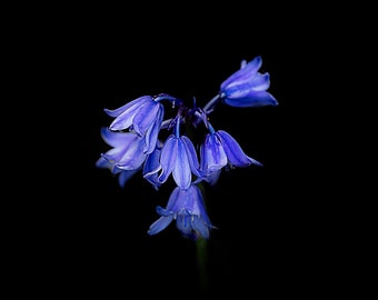Bluebells barstensvol kleur: natuurkunst aan de muur: uniek cadeau-idee