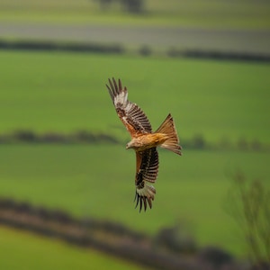Red Kite in Flight Print Gift