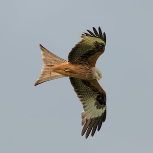 Red kite in flight Print Gift