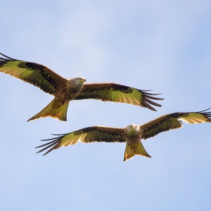 Pair of red kites in flight Print Gift