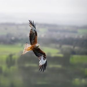 Red kite in flight Print Gift wall art home decor
