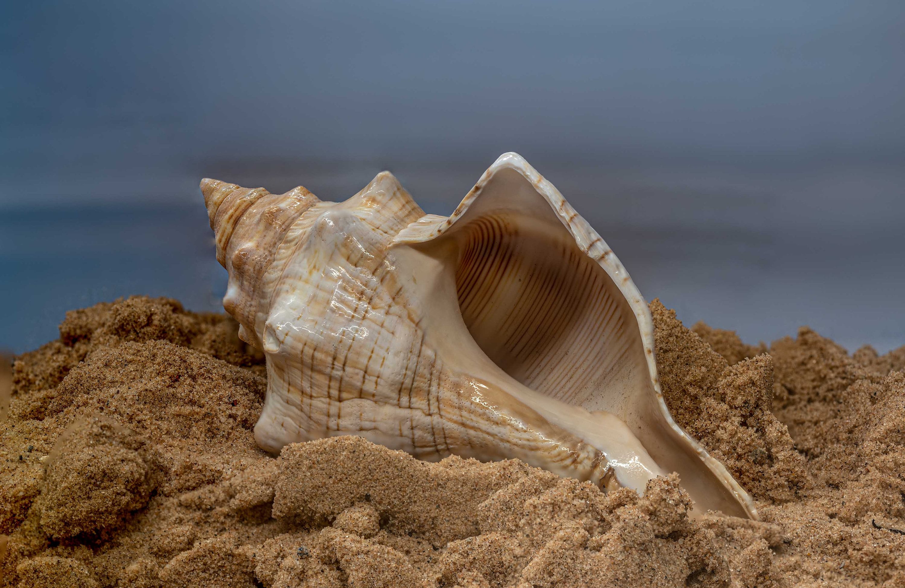 Conch Shell Lord Of The Flies
