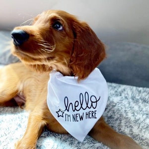 Aanklager Concreet escaleren Hello I'm New Here Bandana New Puppy Bandana New Puppy - Etsy