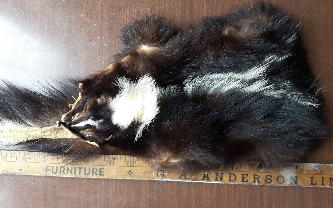 Real skunk bag skunk purse tarot bag pipe bag skunk fur Etsy