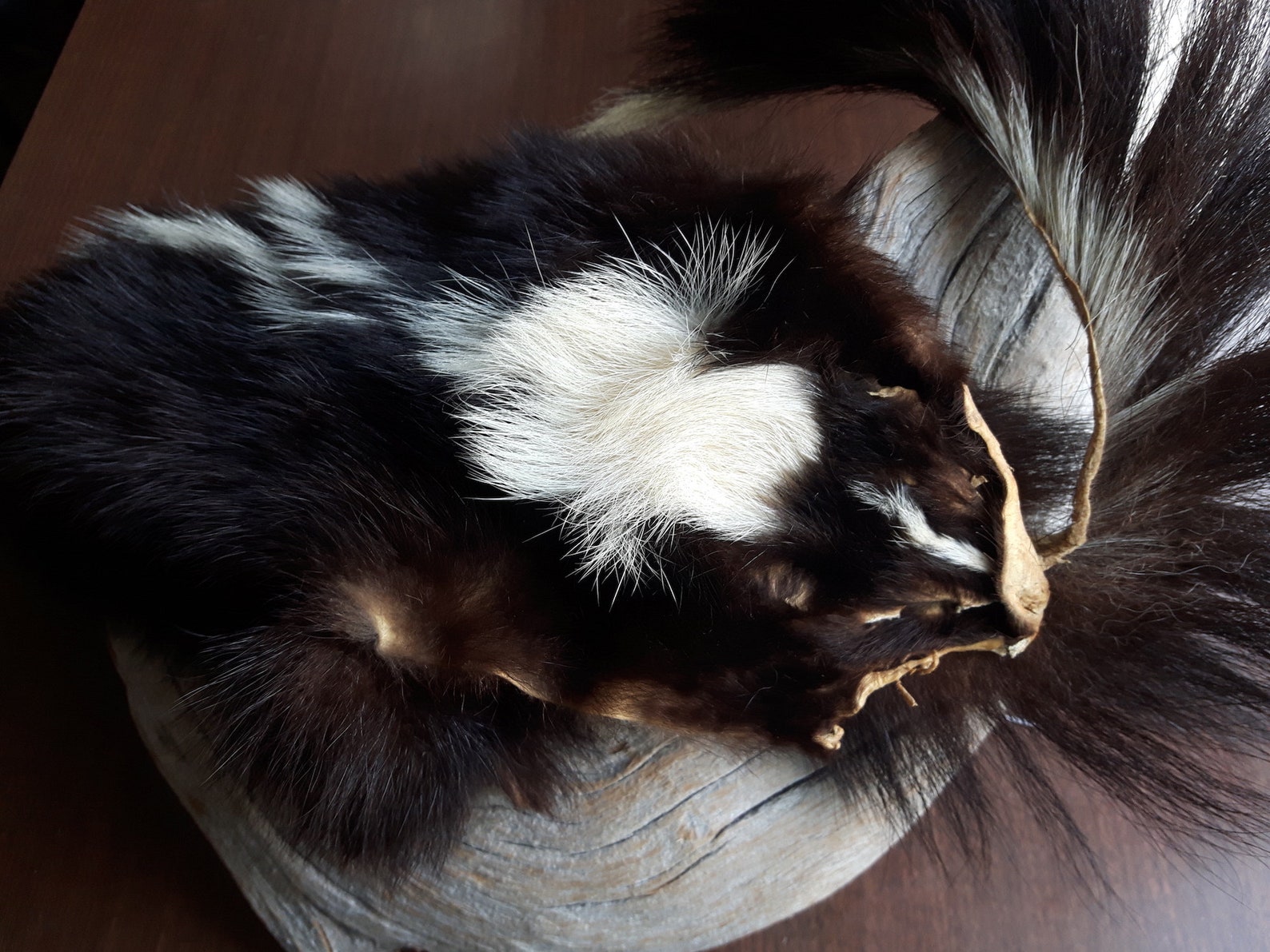 Real Skunk Bag Skunk Purse Tarot Bag Pipe Bag Skunk Fur Etsy