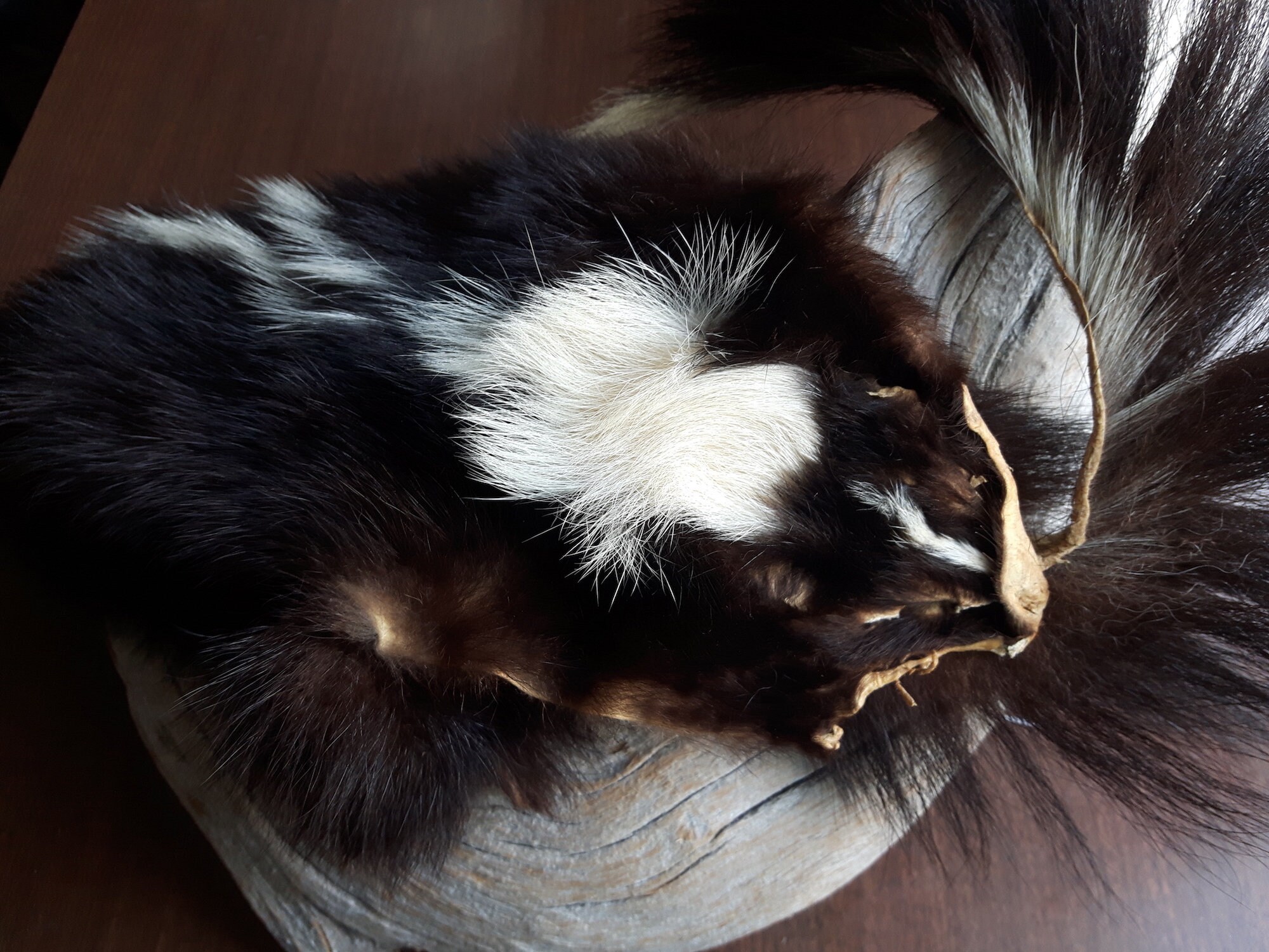 Real Skunk Bag Skunk Purse Tarot Bag Pipe Bag Skunk Fur - Etsy New Zealand Real Skunk Bag Skunk Purse Tarot Bag Pipe Bag Skunk Fur - Etsy New Zealand