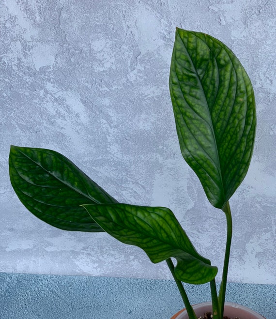 Monstera Pinnatipartita Rare Aroids Exotic Tropicals Etsy