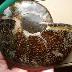 HUGE MESMERIZING AMMONITE Fossil fascinating Spiral With Iridescent ...