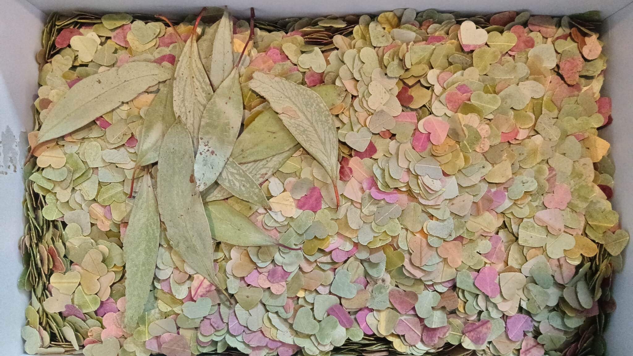 Gum Leaf Confetti Handpunched Hearts 100 Biodegradable Etsy Australia