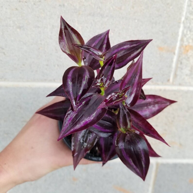 Tradescantia Zebrina Red Wandering Jew Inch Plant Etsy