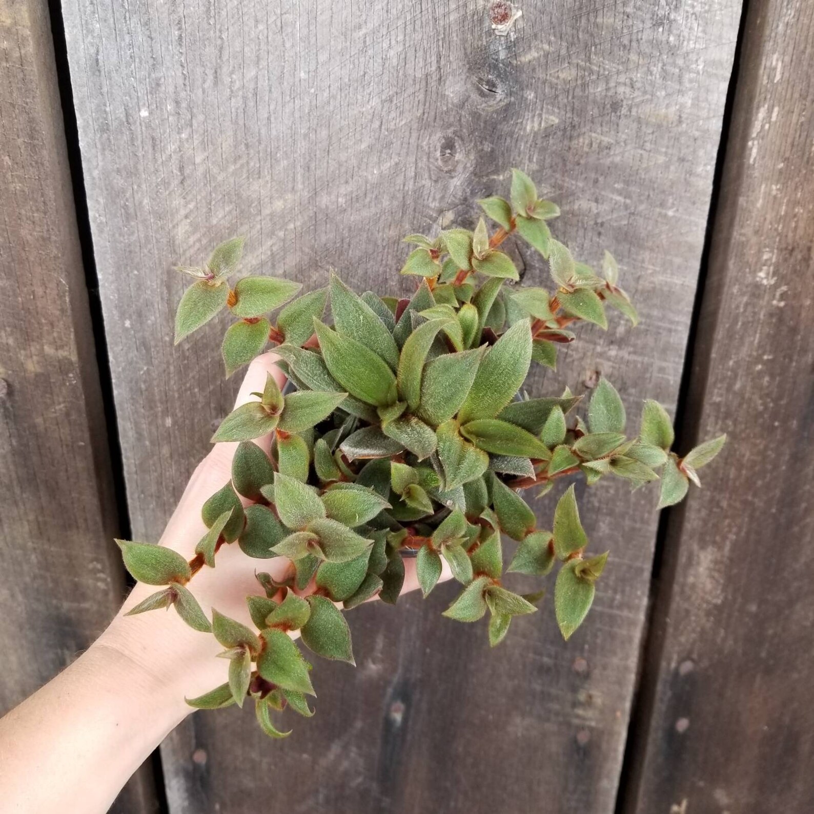 Teddy Bear Vine Care