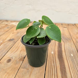 Raindrop Peperomia | Peperomia Polybotrya | Easy Care Indoor Plant | Live Plant in 3.5–4" Pot